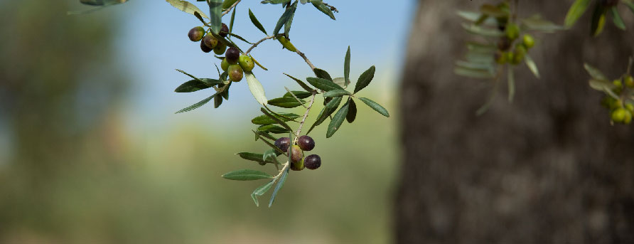 Une olive en Provence