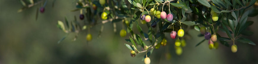 Les bienfaits de l'huile d'olive pour la santé